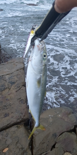 イナダの釣果