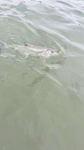 ニゴイの釣果