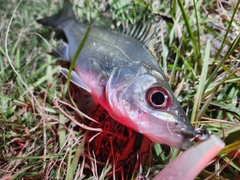 セイゴ（タイリクスズキ）の釣果