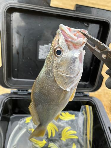 ニベの釣果