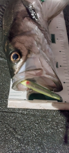 シーバスの釣果