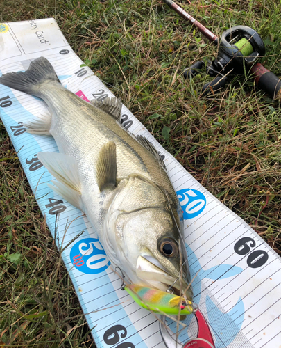 シーバスの釣果