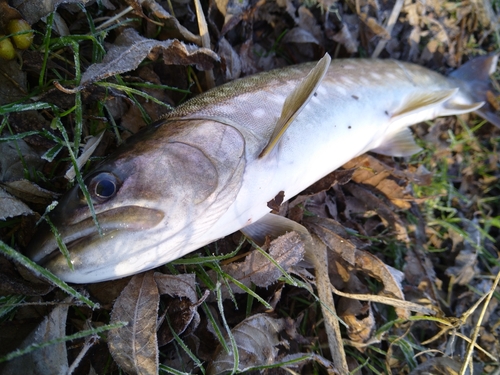 アメマスの釣果