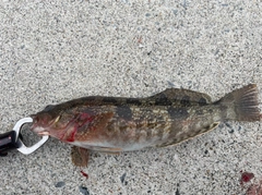 アイナメの釣果