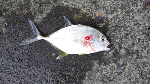 メッキの釣果