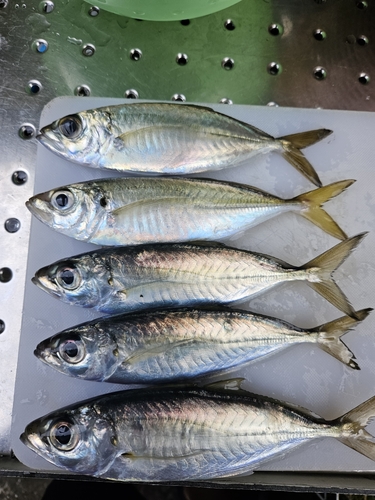 アジの釣果