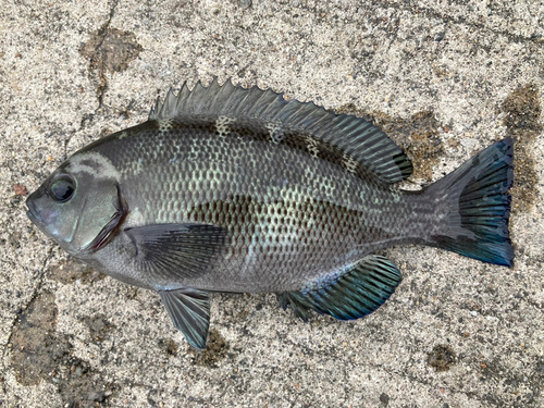 メジナの釣果