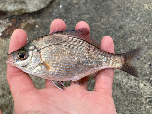 ウミタナゴの釣果