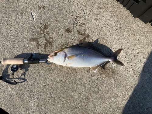 ショゴの釣果