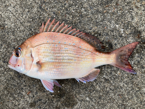 マダイの釣果