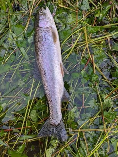 ニジマスの釣果