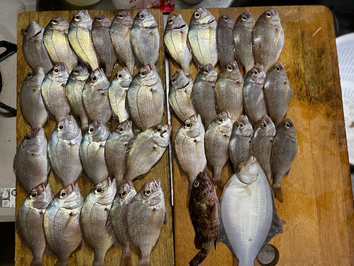 タイの釣果