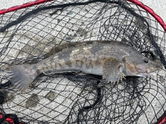 アイナメの釣果