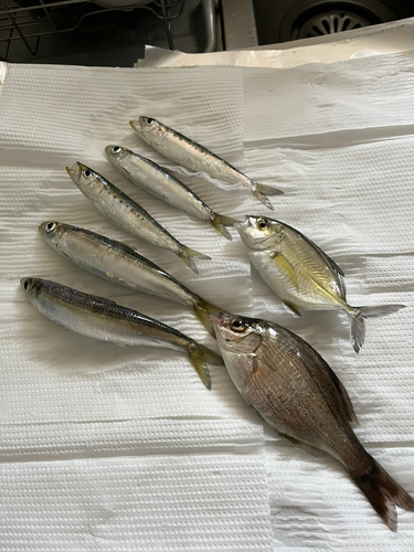 マイワシの釣果