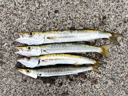 タイワンカマスの釣果