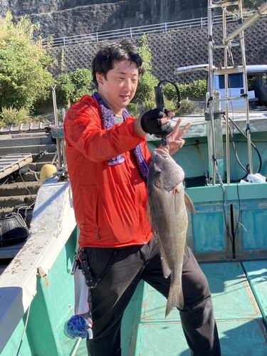 コロダイの釣果