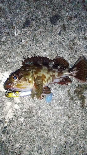 カサゴの釣果