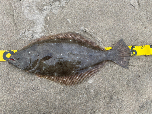 ヒラメの釣果