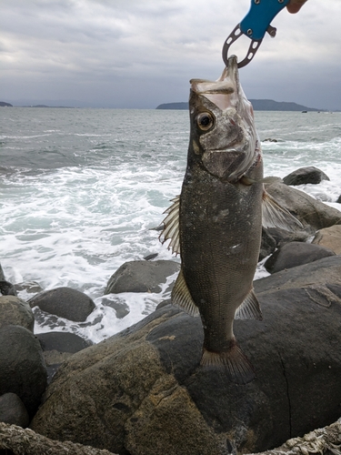 ヒラスズキの釣果