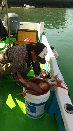 タイの釣果