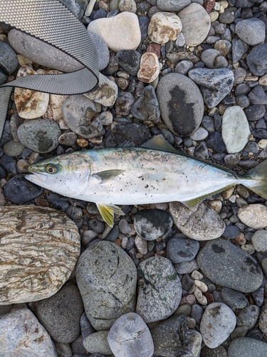 イナダの釣果