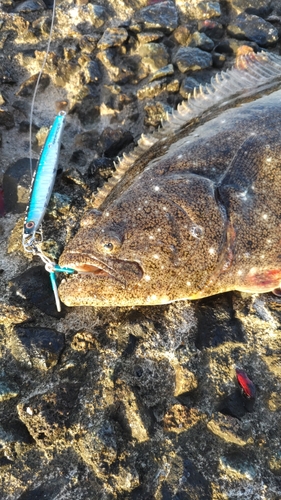 ヒラメの釣果