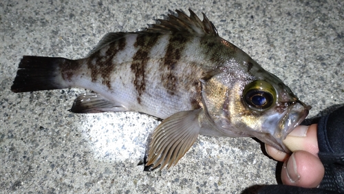 メバルの釣果