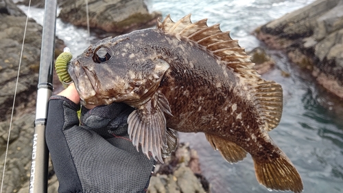 ムラソイの釣果