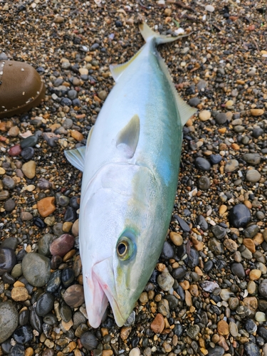 ワラサの釣果