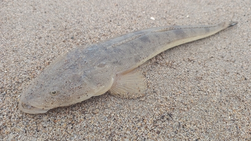 マゴチの釣果