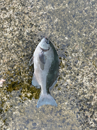 クロメジナの釣果