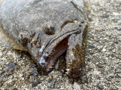 ヒラメの釣果