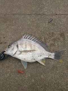 キビレの釣果