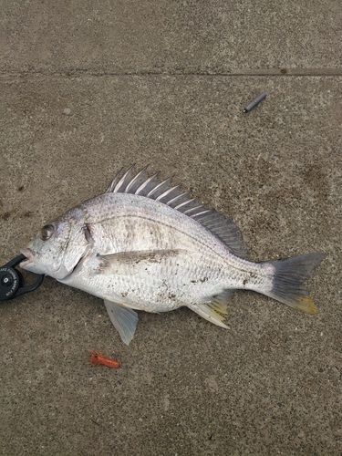 キビレの釣果