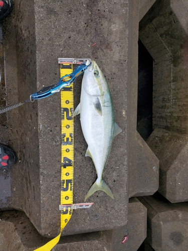 イナダの釣果