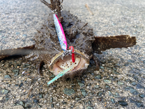 オニオコゼの釣果