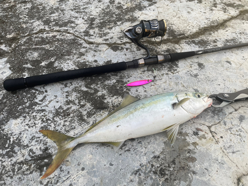 イナダの釣果