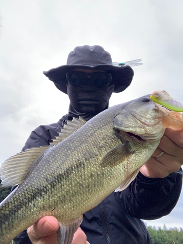 ブラックバスの釣果