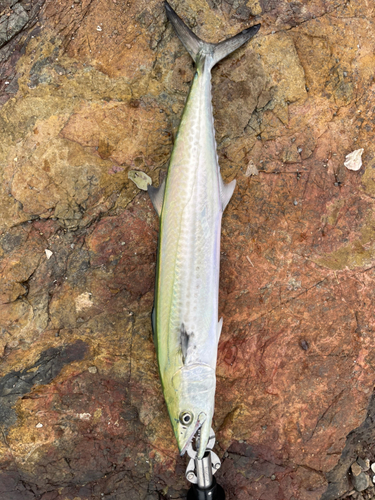 サゴシの釣果