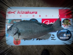 クチブトグレの釣果