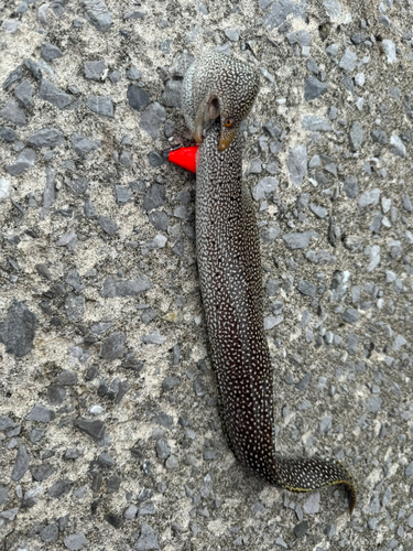 ウツボの釣果