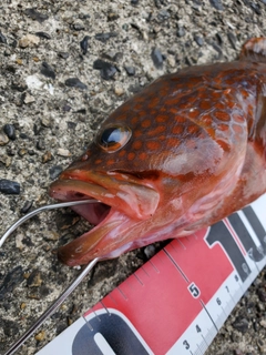 キジハタの釣果