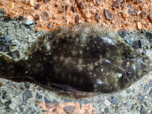 カレイの釣果