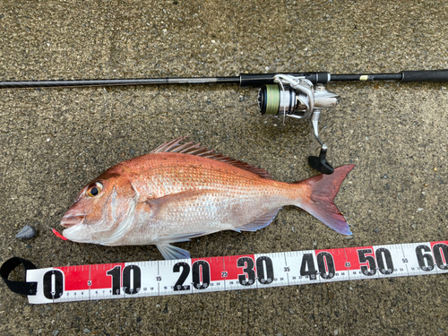 マダイの釣果