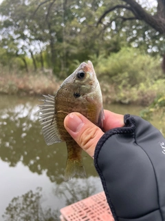 ブルーギルの釣果