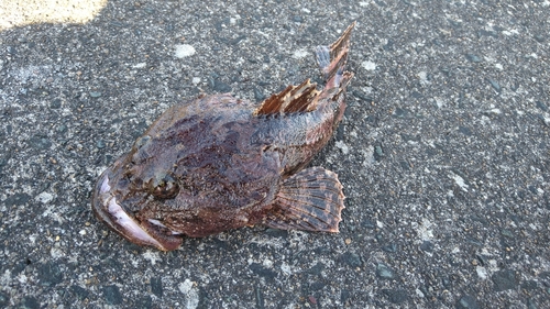 カジカの釣果