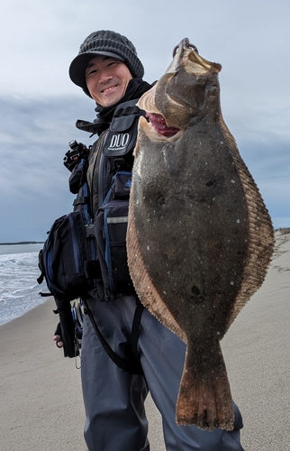 ヒラメの釣果