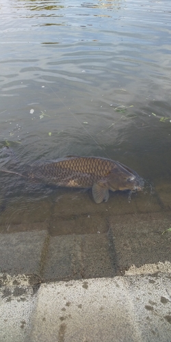 コイの釣果