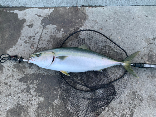 ブリの釣果