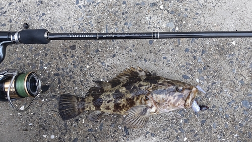 タケノコメバルの釣果